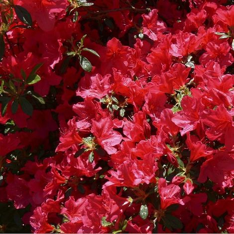 Azalée Japonaise rouge - Azalea japonica - 25-30 cm pot