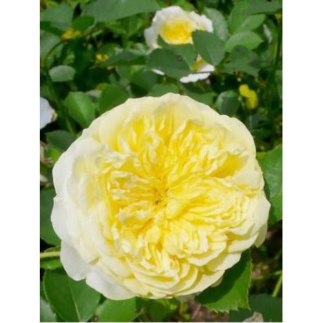 Rosier anglais 'The Pilgrim' Pot de 4L/5L
