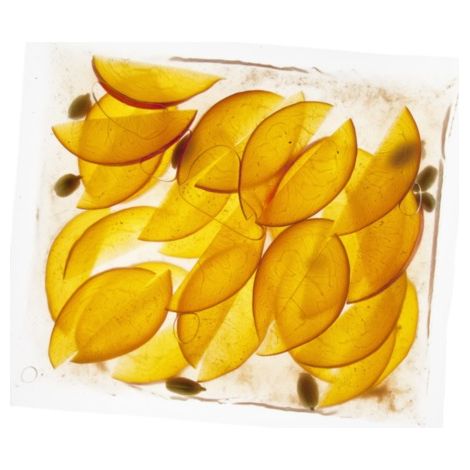 Sac Sous-Vide 150 mm x 200 mm - Boîte de 200 - SousVideTools (1/3)
