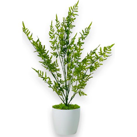 Topfblume - Farn, grüner Topffarn 75 cm (1/5)