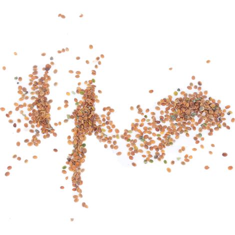 Graines d'alysson odorant 50 g, taux de germination élevé, parfum intense, graines de Lobularia maritima pour vos projets de jardinage et d'aménagement paysager. (1/5)