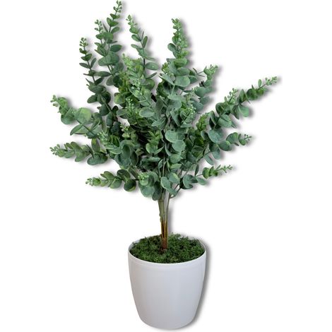 Plante en pot - Eucalyptus 58 cm (1/5)