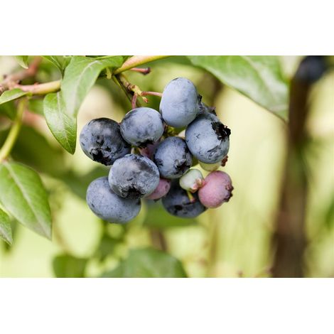 Heidelbeere 'Sierra' Vaccinium corymbosum 'Sierra' 15 L Topf 100- (1/2)