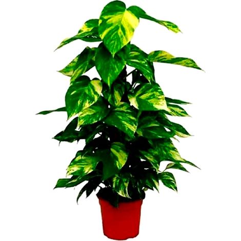 Planta Natural Photo Tutor. Altura 80 Cm
