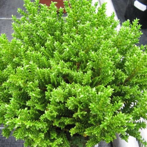 Véronique Green Globe/Pot de 3L - 20/40 cm