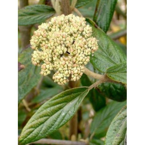 Viorne 'Pragense' Pot de 3L/4L (1/4)