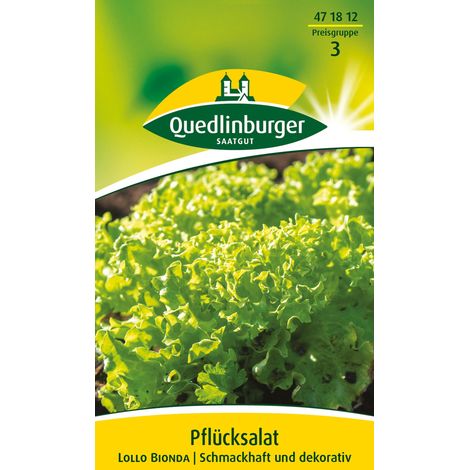Quedlinburger Saatgut – Laitue à couper Lollo bionda – Graines de légumes, feuilles vert clair très ondulées, pour env. 100 plants (1/2)