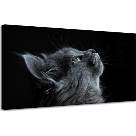 Leinwanddruck Tiere Perserkatze 120x60 cm
