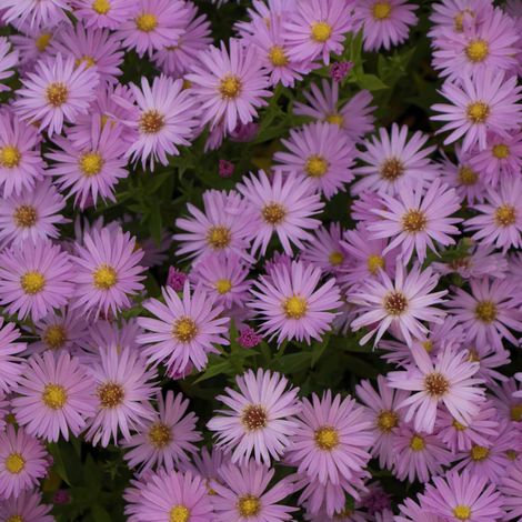 4 x Aster nain 'Herbstgruss Von Bresserhof' - godet 9x9 cm