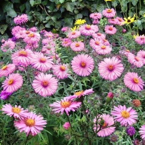 Aster des bois / Aster d'automne (Aster dumosus / aster novi belgii) - Aster dumosus Jenny - Aster d'automne - Vivaces - Abeilles-Papillons (1/3)