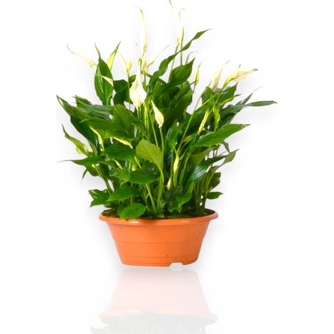 Gardenaria Spathiphyllum 'Bellini' - Pianta da interno ornamentale - Altezza: 45 cm (vaso 23) (1/4)