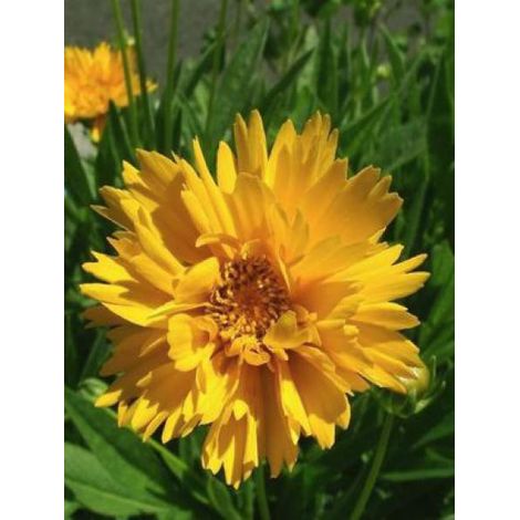 Oeil de jeune fille 'Early Sunrise' le sachet de 100 graines (0,3g) (1/2)