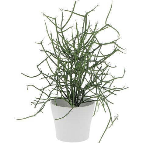 Euphorbia Tirucalli con Vaso in Ceramica Panna - Piante Grasse Vere da Interni - Pianta Succulenta - H 30-40 cm Ø 12 cm (1/3)