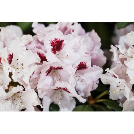 Rhododendron-Hybride 'Graffito'® Rhododendron Hybr.'Graffito' -R- C 5 30- 40