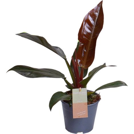 Plante Verte Philodendron Imperial Red - Plante d'Intérieur Décorative - Pot Ø14cm - Hauteur 35cm - PANGIVO