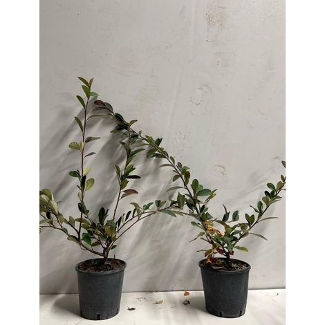 PIANTA DI COTONEASTER FRANCHETTII VASO 16 CM  (foto reale)