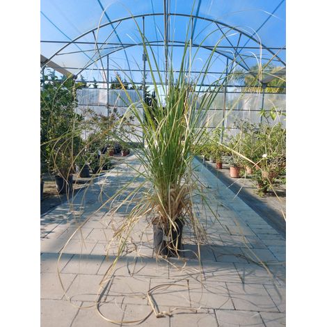 Cortaderia Selloana V17