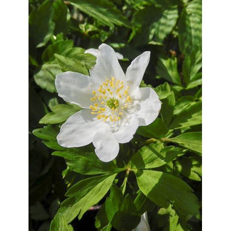 Anémone des bois, Anémone Sylvie 'Lychette' Bulbe calibre I (par 3) (1/2)