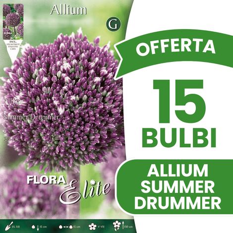 OFFERTA 15 BULBI ALLIUM SUMMER DRUMMER BULBS BULBES