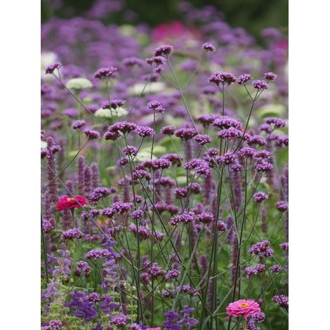 Verveine de Buenos Aires 'Vanity' Godet de 8/9 cm (1/2)