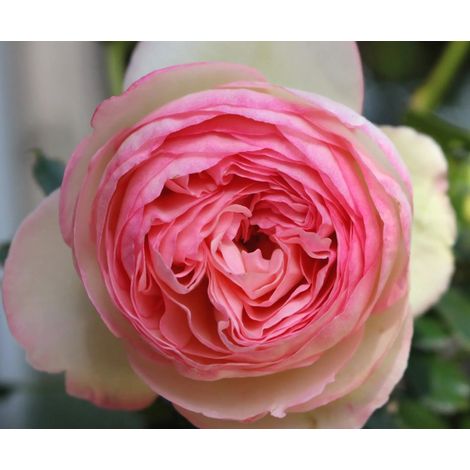 Gardenaria Rosa 'Pierre De Ronsard' - Rosa da giardino - Altezza: 90/100 cm (vaso 19) (1/2)