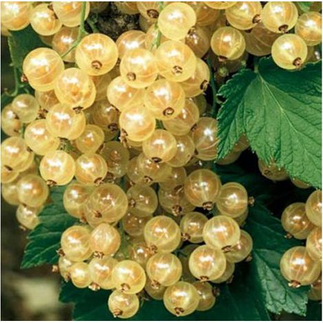 RIBES BIANCO WEISSE VERSAILLES (1 PIANTA)