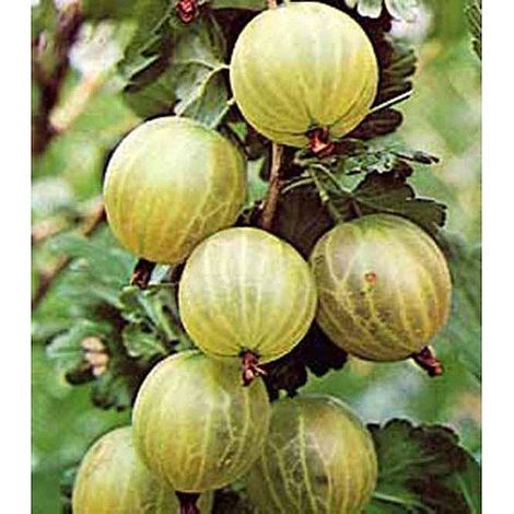 UVA SPINA BIANCA GIALLA (1 PIANTA)