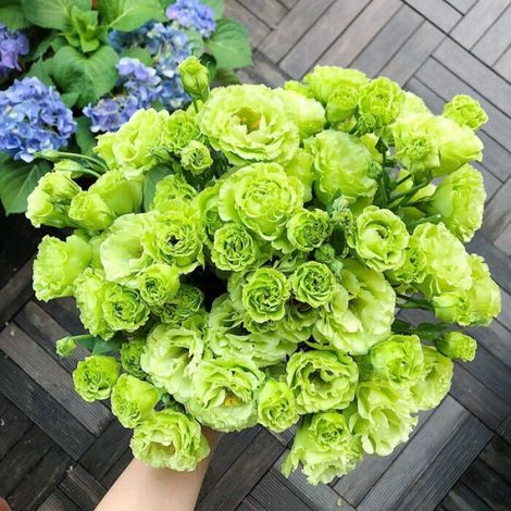 2500 graines de lisianthus vert - Floraison originale et colorée, facile à cultiver, idéal pour jardin et pots décoratifs (1/5)