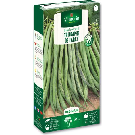 Haricot Nain Vert Triomphe de Farcy Vilmorin (1/2)