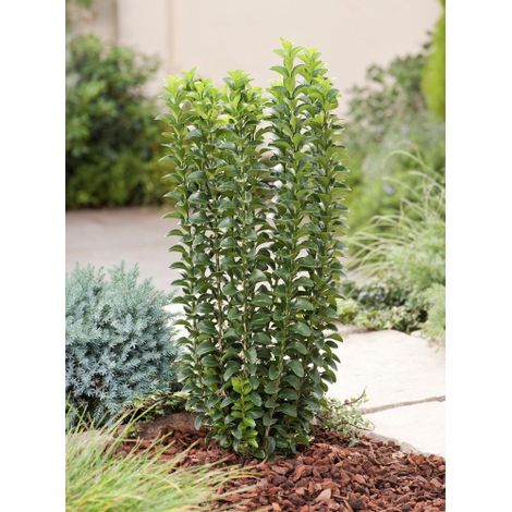 Evonimo "Euonymus japonicus Benkomasaki" pianta da siepe sempreverde in vaso ø9 cm