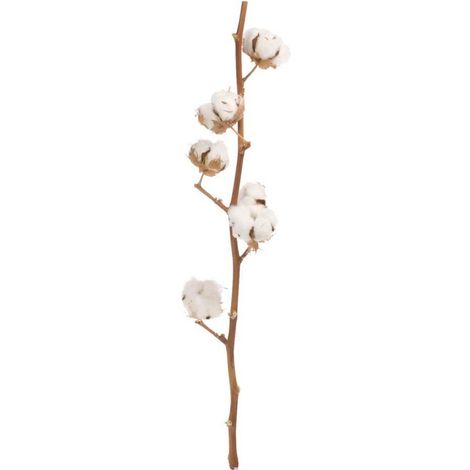 Ramo de Algodón Naturales  Flor Natural  60cm de alto con 8 algodones cada tallo  Unidad -