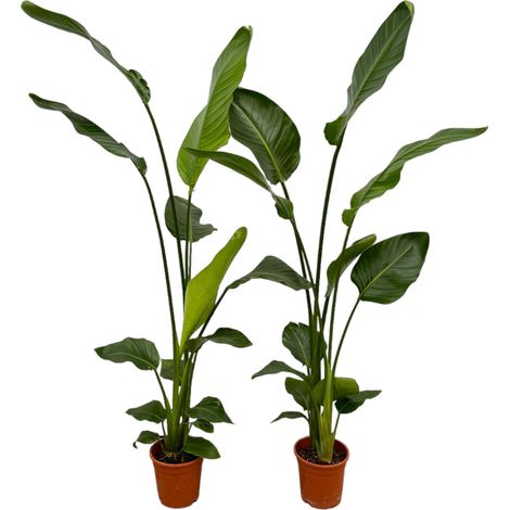 Lot de 2 Strelitzia Nicolai - Plantes Vertes d'Intérieur Exotiques - H 130 cm - Ø17 cm - PANGIVO (1/5)