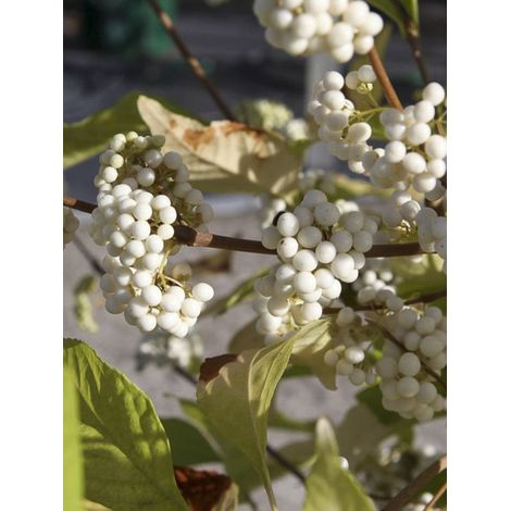 Arbuste aux bonbons 'Magical Snowqueen' Pot de 3L/4L