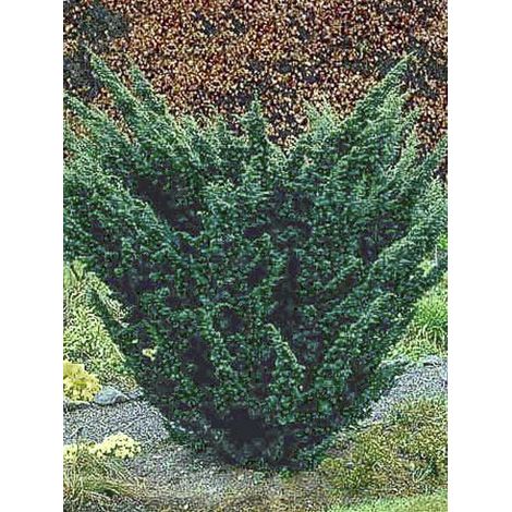 Genévrier 'Blaauw' Pot de 7,5L/10L (1/4)