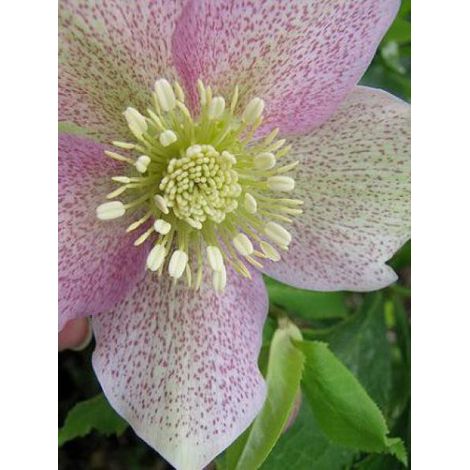 Hellébore orientale 'Pink Spotted' Pot de 2L/3L (1/2)