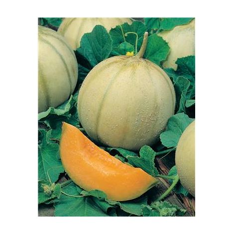 MELON TROUBADOUR - 1.5 G