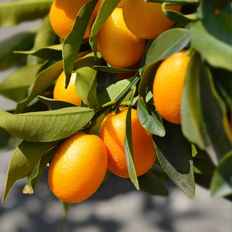 Kumquat - Citrus kumquat mini tige Pot 22cm