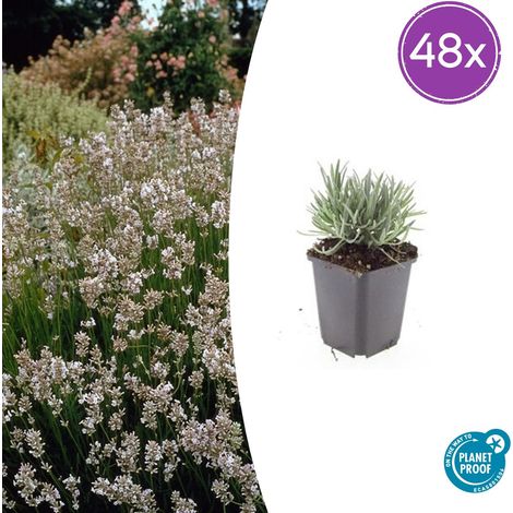 48 Pieds de Lavande Blanche Edelweiss Lavandula Int. Parfumée pour Bordure et Pot 10-25cm Ø 9cm - PANGIVO (1/5)