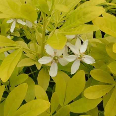 Oranger du Mexique - Choisya ternata 'Sundance' - 40-50 cm pot