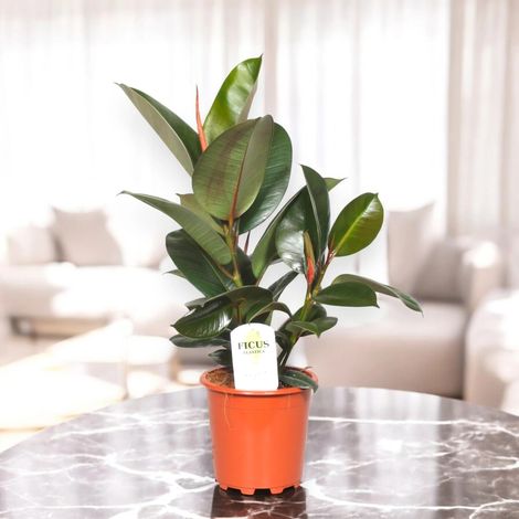 Gardenaria Ficus elastica 'Robusta' - Pianta da interno ornamentale - Altezza: 120 cm (vaso 24) (1/5)