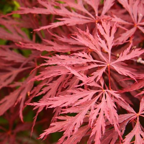Érable du Japon Crimson Queen – Feuillage finement découpé – Hauteur à maturité 2 à 3 mètres – Couleur rouge vif, pourpre et cramoisi