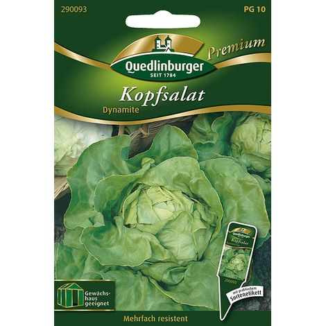 Quedlinburger Kopfsalat Dynamite - Premium Gemüsesamen