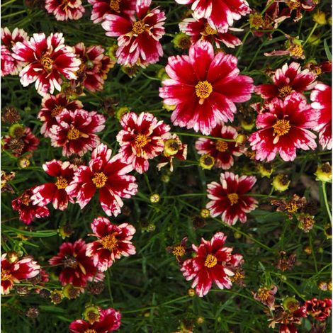 4 x Coreopsis 'Ruby Frost' - godet 9x9 cm (1/4)