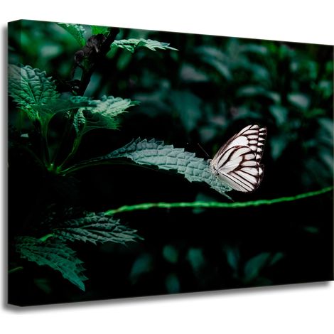 Impression sur toile Nature Papillon sur feuille 40x30 cm