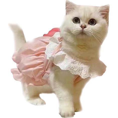 Robe anti vêtements chats chiens costume pour animal de compagnie chiot ressort automne intérieur extérieur usure rose mignon petit (1/5)