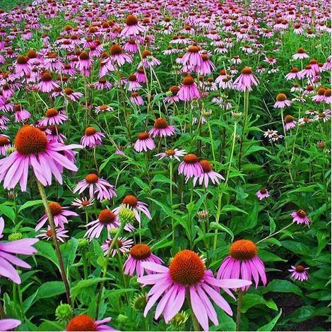 4 x Rudbeckia pourpre - Echinacea purpurea  - godet 9x9 cm