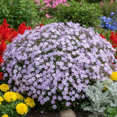 Phlox nain Lilac Cloud, Phlox mousse/Godet - 5/20 cm