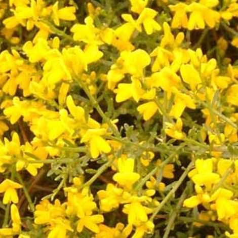 Genêt de Lydie - Genista lydia - 40-50 cm pot (1/5)