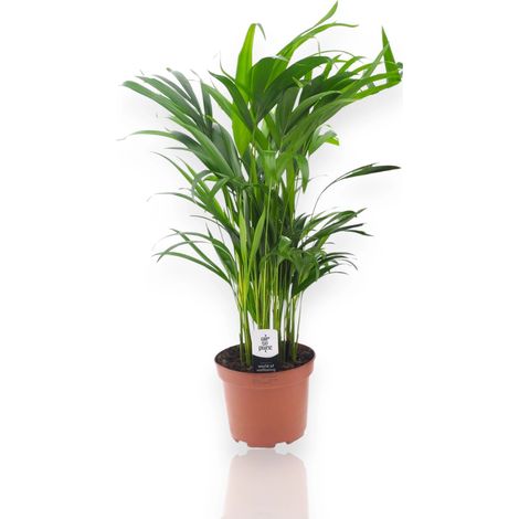 Gardenaria Areca - Dypsis lutescens - Pianta da interno ornamentale - Altezza: 110 cm (vaso 22) (1/5)