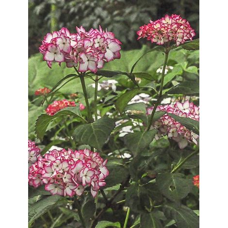 Hortensia 'Miraï' Pot de 3L/4L (1/3)